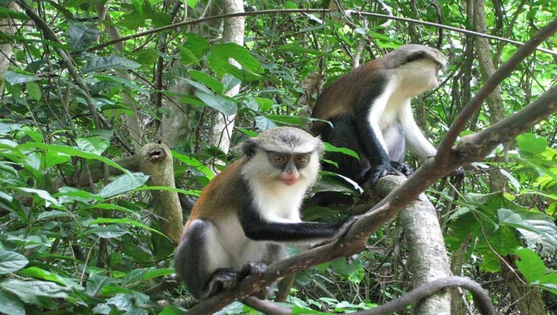 Tafi Atome Monkey Sanctuary