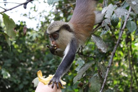 Tafi Atome Monkey Sanctuary