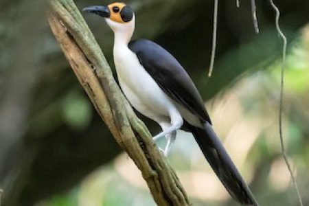 Asumara White Necked Rock Fowl Conservation