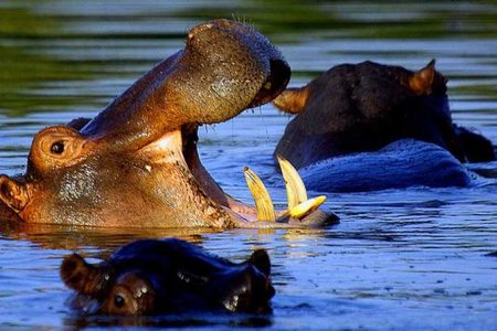 Wechiau Hippo Sanctuary