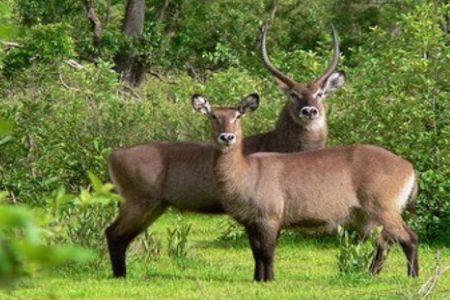 Gbelle Game Reserve