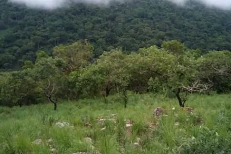 Chaiso Forest Reserve