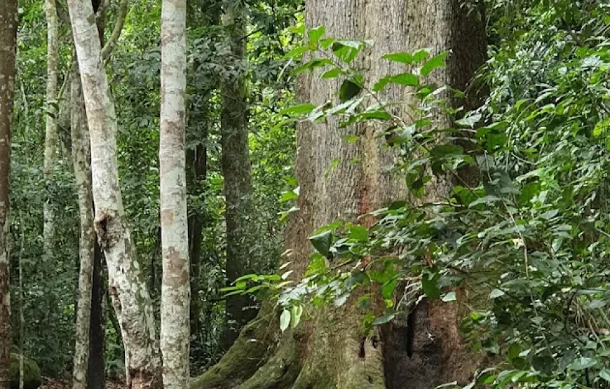The Big Tree